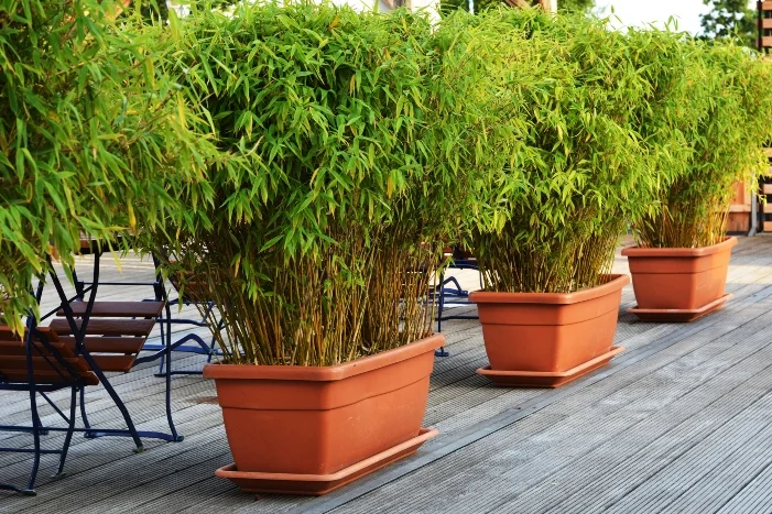 Drei Bambuspflanzen in Töpfen